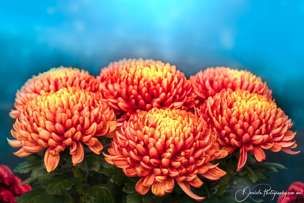 Bright red Chrysanthemum flowers at the Autumn Festival in Tolyo